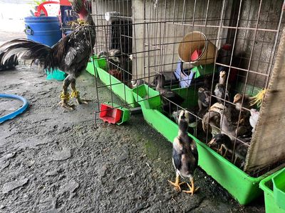 20 gà con 1,6 tr. Mua bán Gà tại Quận Bình Tân Tp Hồ Chí Minh được đăng bởi đồ cũ rẻ