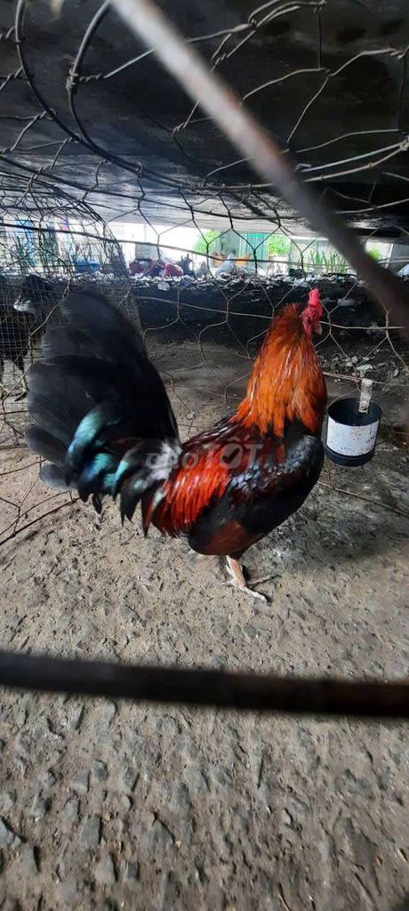 Gà Mỹ trống 1.5kg Đỏ đen. Mua bán Gà tại Quận 8 Tp Hồ Chí Minh được đăng bởi Tuấn Anh hình 1