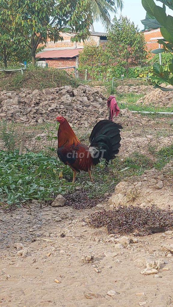Gà Mỹ rặc trống sượng chân. Mua bán Gà tại Huyện Bình Chánh Tp Hồ Chí Minh được đăng bởi Huy Thành hình 1