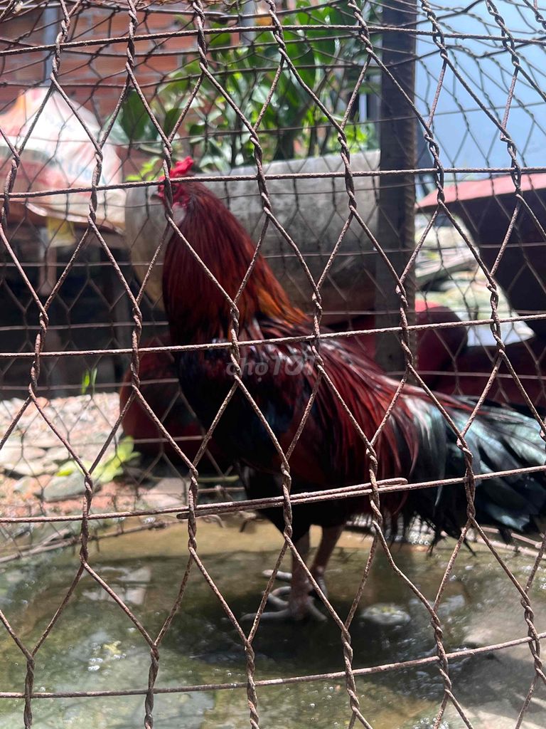 Cặp gà trống đang lớn