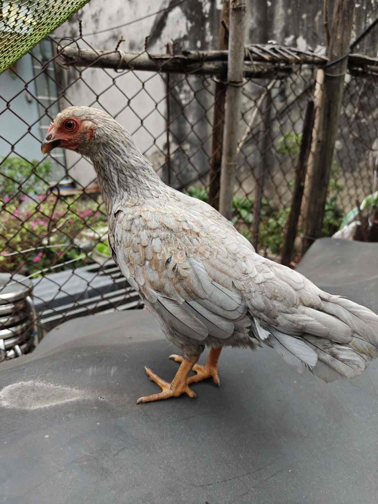 Gà tre mái xám. Mua bán Gà tại Huyện Thanh Oai Hà Nội được đăng bởi NHH hình 1