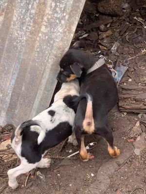 2 em chó cỏ. Mua bán Chó tại Huyện Trảng Bom Đồng Nai được đăng bởi Nguyen Soa Đô Lương