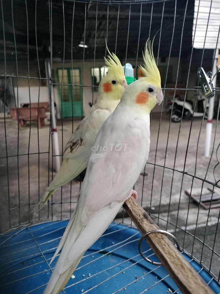 Cặp vet cockatiel lutino, vet zuuu hồng trống ms68