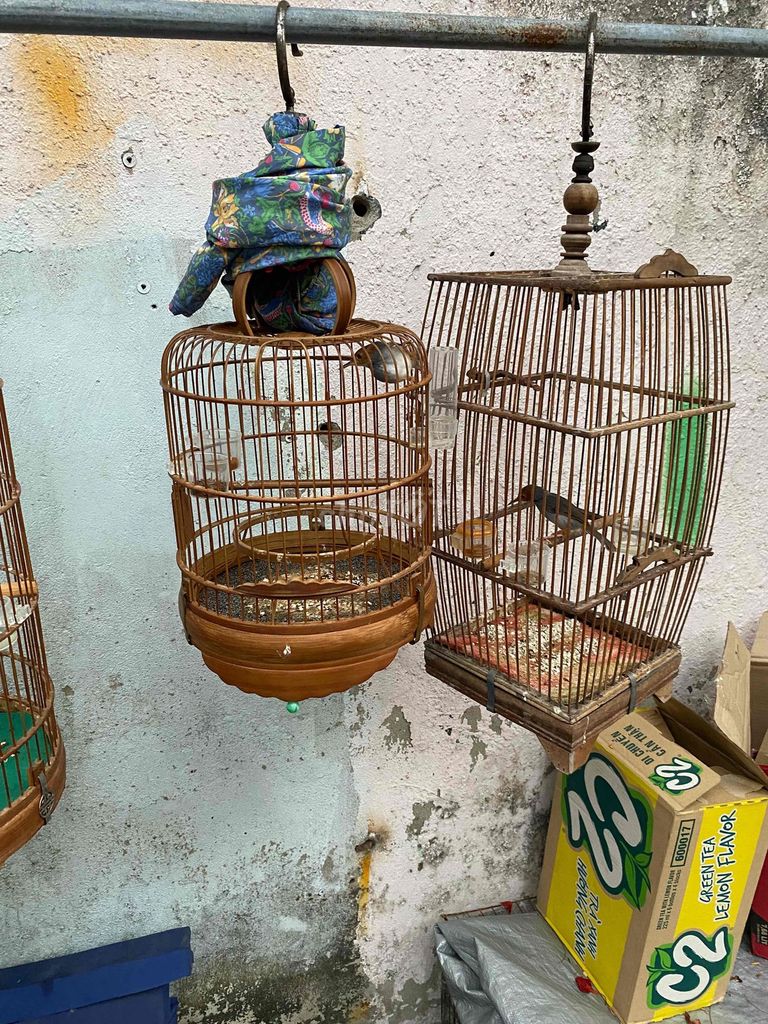 Chim sâu 3 bộ. Mua bán Chim tại Quận Bình Tân Tp Hồ Chí Minh được đăng bởi Trần Hoài Nam hình 1