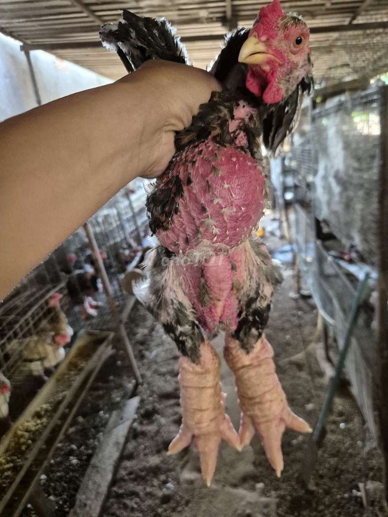 Gà Đông Tảo trống 2kg. Mua bán Gà tại Huyện Hóc Môn Tp Hồ Chí Minh được đăng bởi phan hưng hình 1