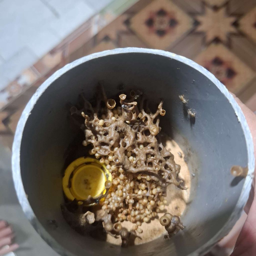 Ong dú Puva bụng vàng Nâu. Mua bán Thú cưng khác tại Huyện Châu Thành A Hậu Giang được đăng bởi Huỳnh Ngọc Lễ hình 1