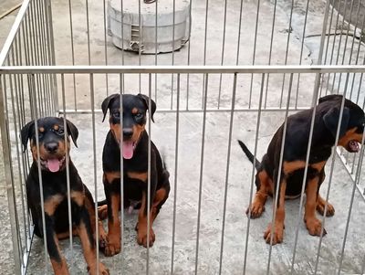 Chó Rottweiler Đực Cái Đen vàng đã tiêm