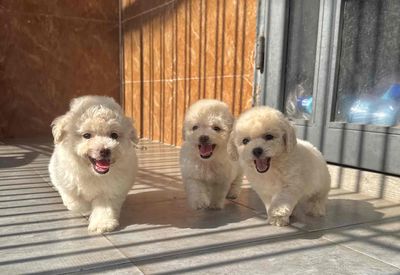poodle trắng xinh xinh tại 22 nhơn hoà 9. Mua bán Chó tại Quận Cẩm Lệ Đà Nẵng được đăng bởi Anh Pet Shop