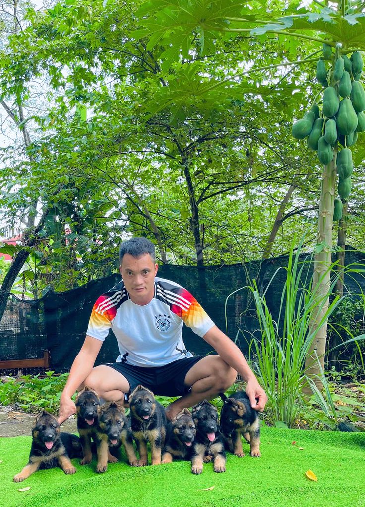 gấu cún nghiệp vụ becgie đức f giống khủng. Mua bán Chó tại Thành phố Thanh Hóa Thanh Hóa được đăng bởi Phạm Phát Tài hình 1