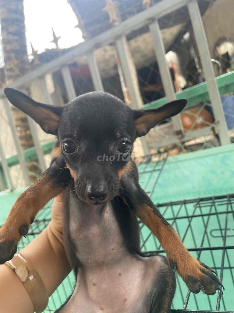 Chó Phốc Sóc lai Đen, Nâu biết ăn. Mua bán Chó tại Huyện Châu Phú An Giang được đăng bởi Trieu Bao hình 1