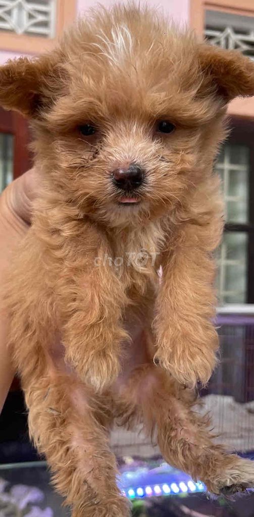 Chó Poodle con non Đà Lạt. Mua bán Chó tại Thành phố Đà Lạt Lâm Đồng được đăng bởi Tchoumeni hình 1