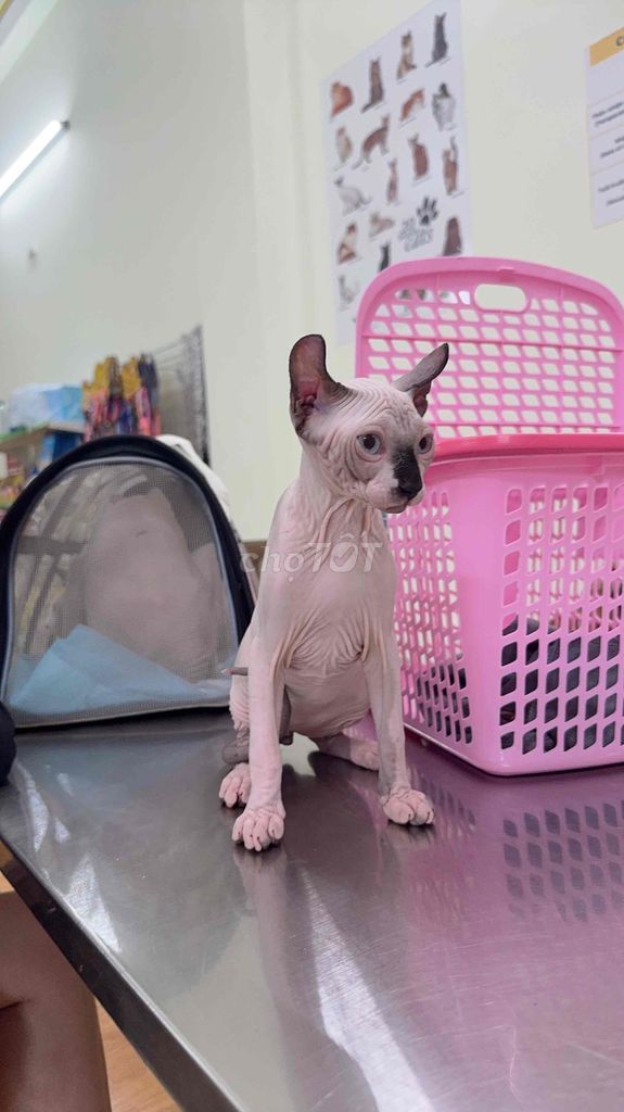 Mèo không lông Sphynx 3 tháng tuổi