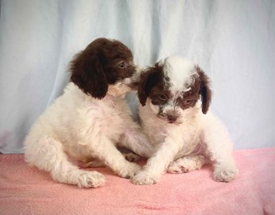 Bán bé cún pd màu socola. Mua bán Chó tại Quận Tân Phú Tp Hồ Chí Minh được đăng bởi Poodle Kingdom