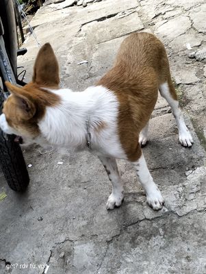 Border colie. Mua bán Chó tại Huyện Nhà Bè Tp Hồ Chí Minh được đăng bởi Thanh Le