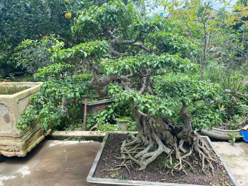 Cây sanh nđ già sụn. Mua bán Cây cảnh, đồ trang trí tại Huyện Ý Yên Nam Định được đăng bởi Tuấn hình 1