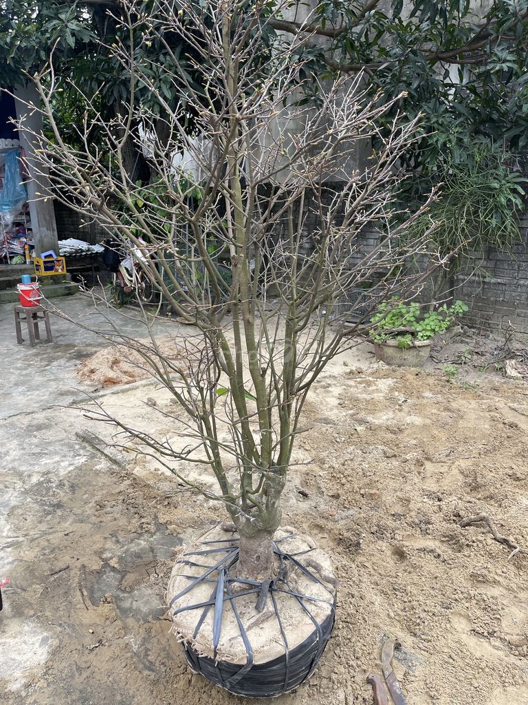 Mai cảnh 1.7m đã dưỡng kỹ. Mua bán Cây cảnh, đồ trang trí tại Thị xã Điện Bàn Quảng Nam được đăng bởi Canh Dinh Tien hình 1