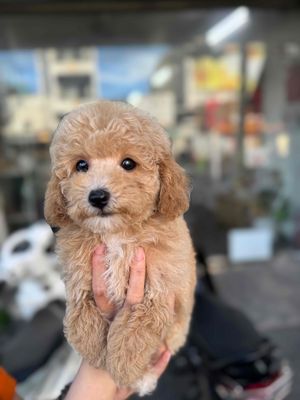 POODLE CÁ RẺ, nhà đẻ đc 4 bé