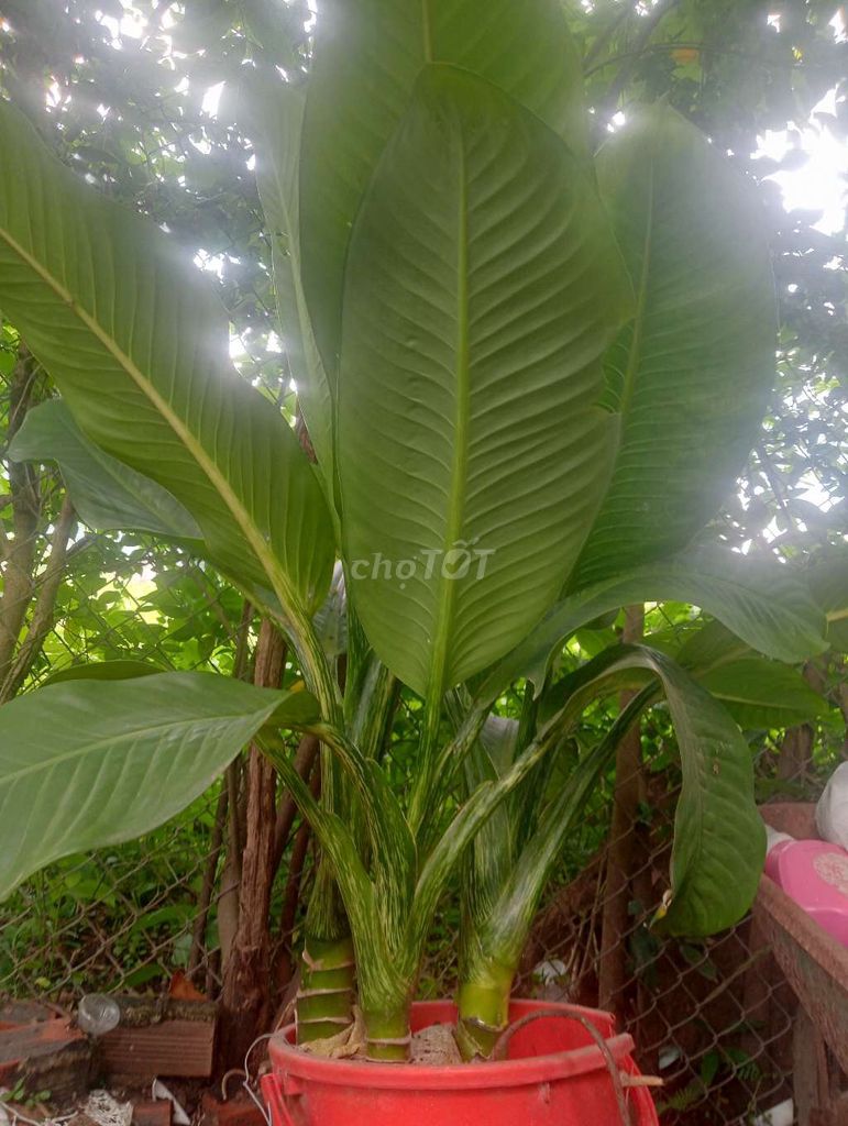 Cây cảnh Đại Phú Gia Xanh lá. Mua bán Cây cảnh, đồ trang trí tại Thành phố Bà Rịa Bà Rịa - Vũng Tàu được đăng bởi nguyễn văn minh hình 1