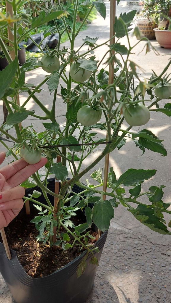 Cây❤️ cà chua trái to❤️, dòng xó khía trên trái❤️. Mua bán Cây cảnh, đồ trang trí tại Quận Gò Vấp Tp Hồ Chí Minh được đăng bởi Tô Kem  hình 1