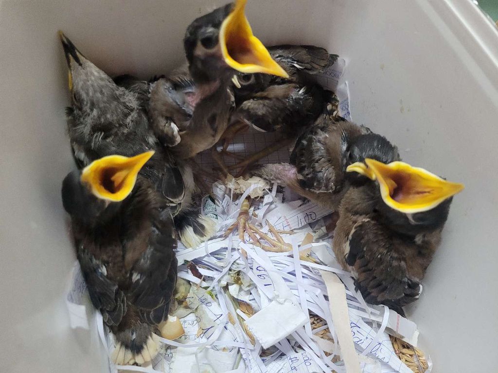 Chim Sáo nâu non biết nói. Mua bán Chim tại Quận Bình Thạnh Tp Hồ Chí Minh được đăng bởi Shop chim cảnh hình 1