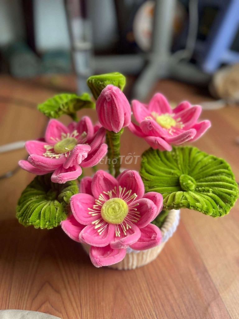 Chậu hoa trang trí Kẽm nhung Hồng, Xanh lá. Mua bán Cây cảnh, đồ trang trí tại Thành phố Đà Lạt Lâm Đồng được đăng bởi Tiệm bánh Thanh Hà hình 1