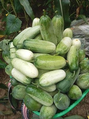 sale 99k/4 kg dưa mèo. Mua bán Đồ ăn, thực phẩm và các loại khác tại Quận Hoàng Mai Hà Nội được đăng bởi Nguyenlan