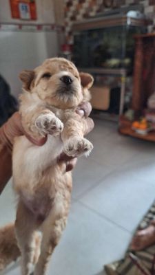 Chó Poodle Vàng kem con
