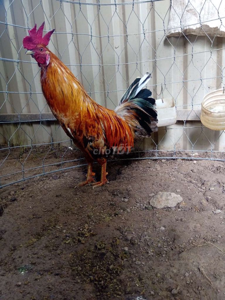 gà Cứu 1,3kg50.. 1x làng xóm