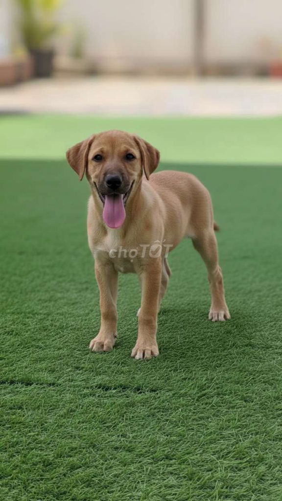 Labrador lai Golden mới 2 tháng mà nặng đã gần 5kg. Mua bán Chó tại Quận 12 Tp Hồ Chí Minh được đăng bởi Chó Quý Sài Gòn hình 1
