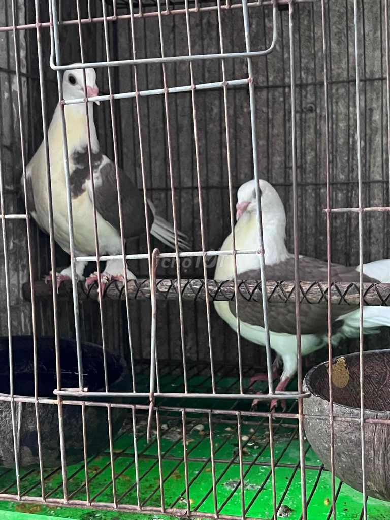 Bồ câu cánh màu. Mua bán Chim tại Quận 6 Tp Hồ Chí Minh được đăng bởi Letuankhang hình 1