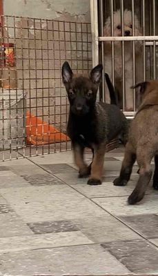 chó bec bỉ malinois con. Mua bán Chó tại Quận 4 Tp Hồ Chí Minh được đăng bởi Chào Bạn