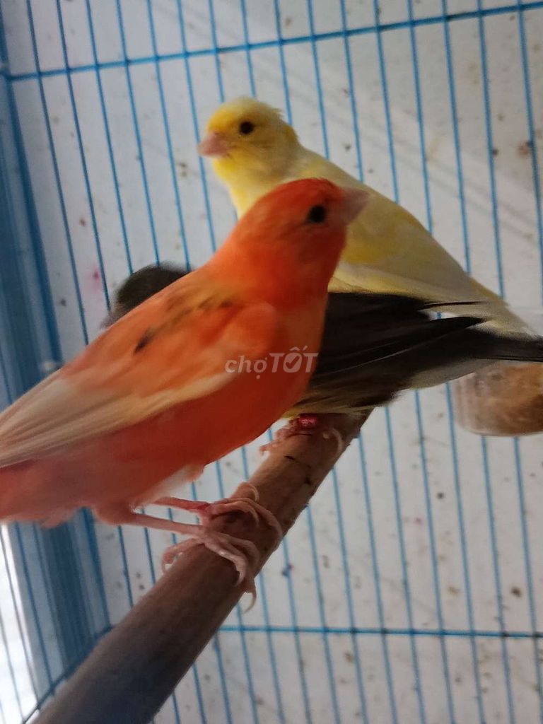 hồng yến mái. Mua bán Chim tại Quận 12 Tp Hồ Chí Minh được đăng bởi Trâm Nguyên Hoang hình 1