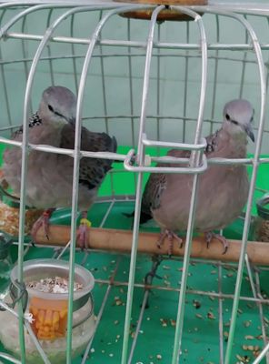 Chim cu Malaysia thuần chủng 600k/ 1 cặp