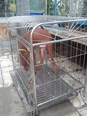 Bán chó phốc hươu. Mua bán Chó tại Huyện Bình Chánh Tp Hồ Chí Minh được đăng bởi A Lệ