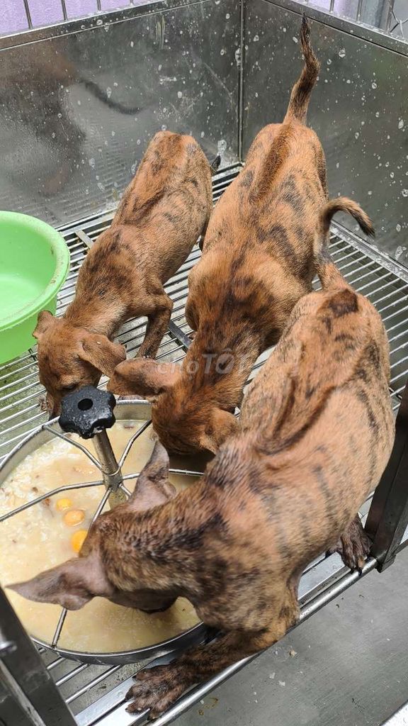 Chó phú quốc Vện Lửa dòng to. Mua bán Chó tại Quận 12 Tp Hồ Chí Minh được đăng bởi Penta Store hình 4
