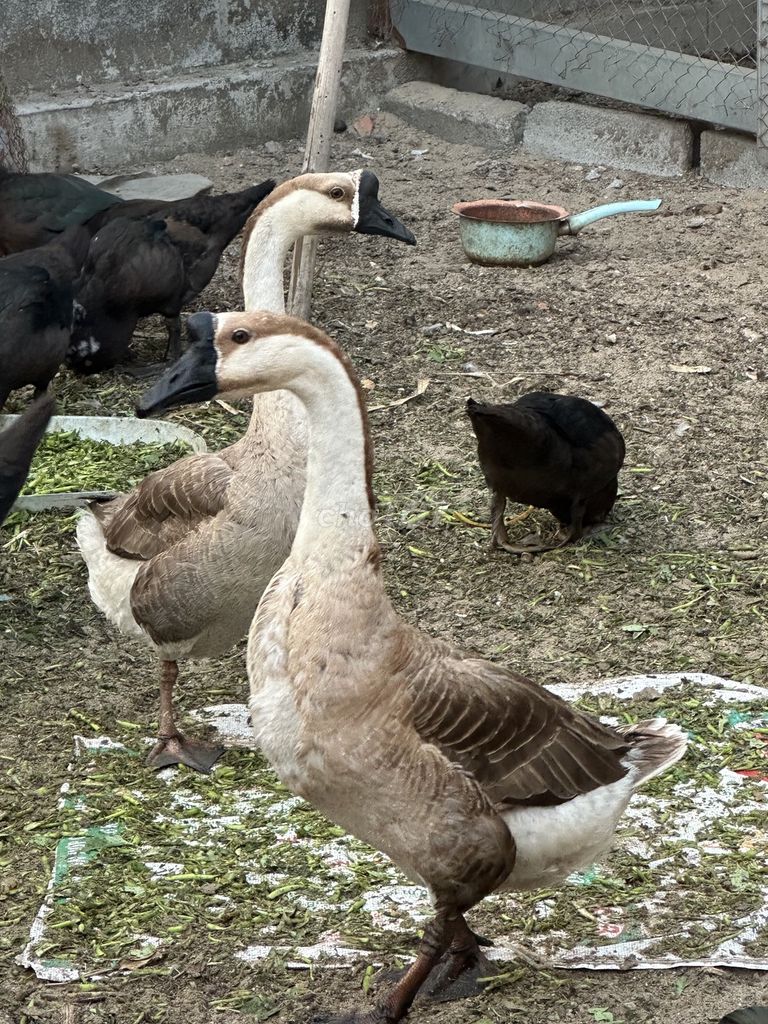 Ngỗng sư tử trống. Mua bán Thú cưng khác tại Huyện Hóc Môn Tp Hồ Chí Minh được đăng bởi Dang hiep hình 1