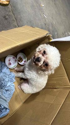 Chó Poodle Trắng