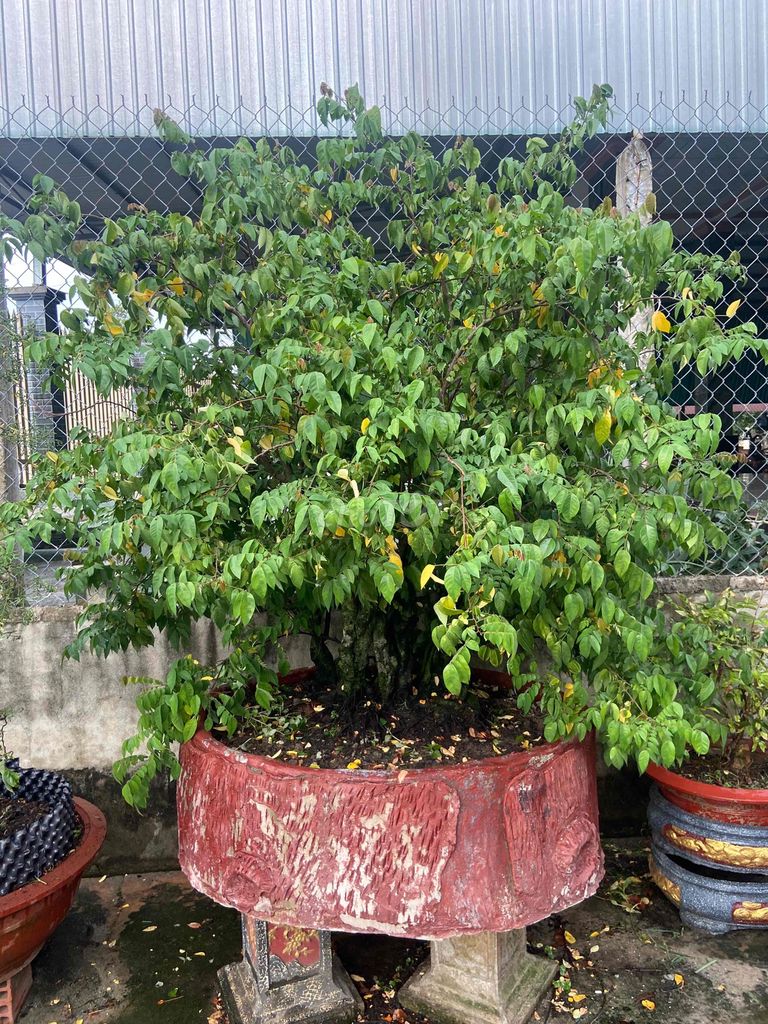 Cây cảnh Khế chua thuần chậu lâu năm. Mua bán Cây cảnh, đồ trang trí tại Huyện Bến Cầu Tây Ninh được đăng bởi NGUYEN HIEU hình 1