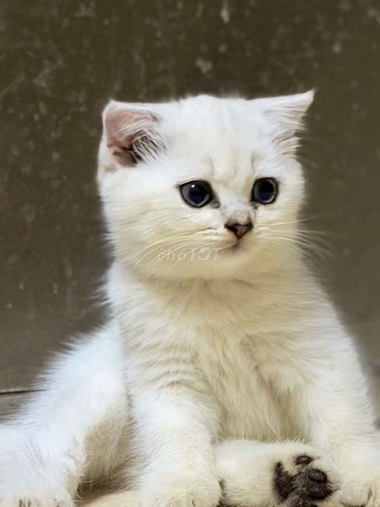 Mèo Aln lông dài mềm mại. Mua bán Mèo tại Quận Tân Bình Tp Hồ Chí Minh được đăng bởi Mr Tit hình 1