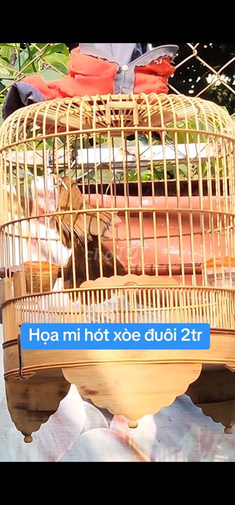 Bán Họa mi hót xòe đuôi