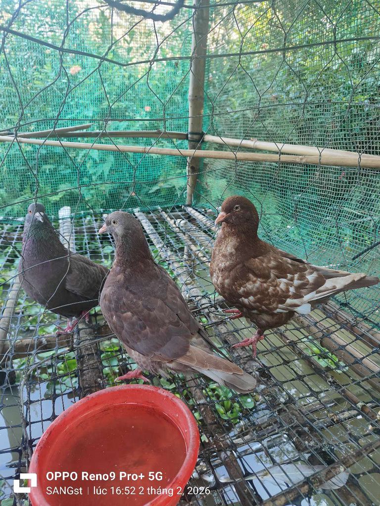 Bồ câu gà tơ Nâu 1,6kg. Mua bán Chim tại Huyện Châu Phú An Giang được đăng bởi st hình 1
