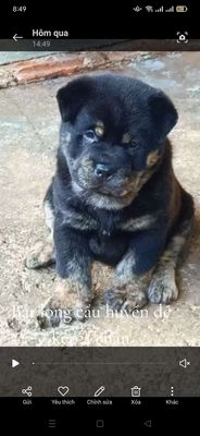 Chó HMông cộc bát long cẩu huyền đề kép 4 chân