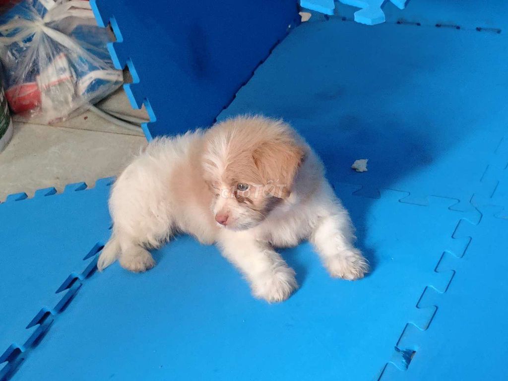 Chó cảnh màu Trắng Nâu lông mượt. Mua bán Chó tại Huyện Mê Linh Hà Nội được đăng bởi Nguyễn Anh Phi  hình 1