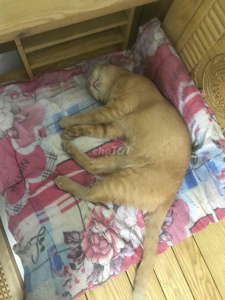 nija đẹp. Mua bán Xe điện tại Quận Hoàng Mai Hà Nội được đăng bởi Ltv hình 4