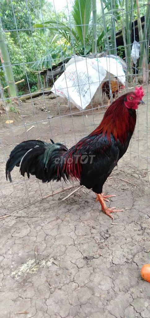 Gà trống Đen, đỏ Đực 2.6 kg. Mua bán Gà tại Huyện Phong Điền Cần Thơ được đăng bởi Ký cần Thơ  hình 1