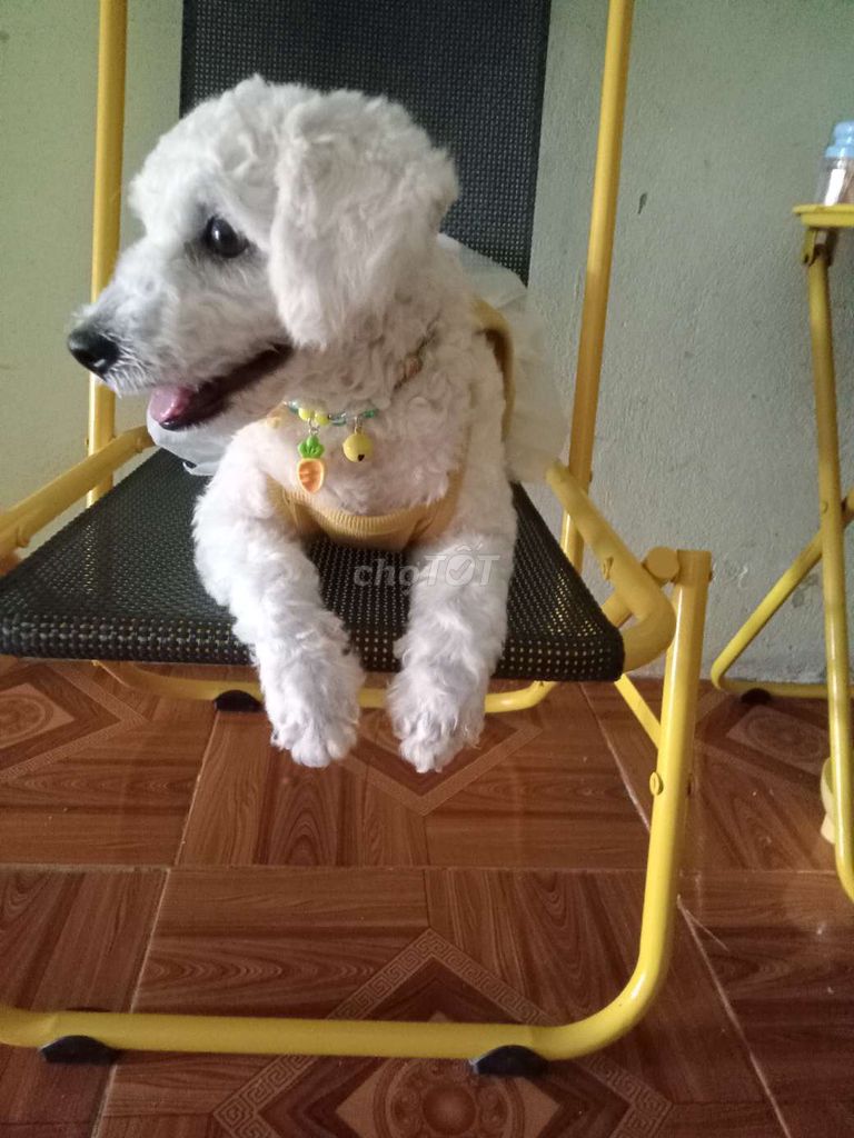 Chó Poodle Cái Trắng 5 tháng Khỏe mạnh. Mua bán Chó tại Quận Thốt Nốt Cần Thơ được đăng bởi Ngân hình 1