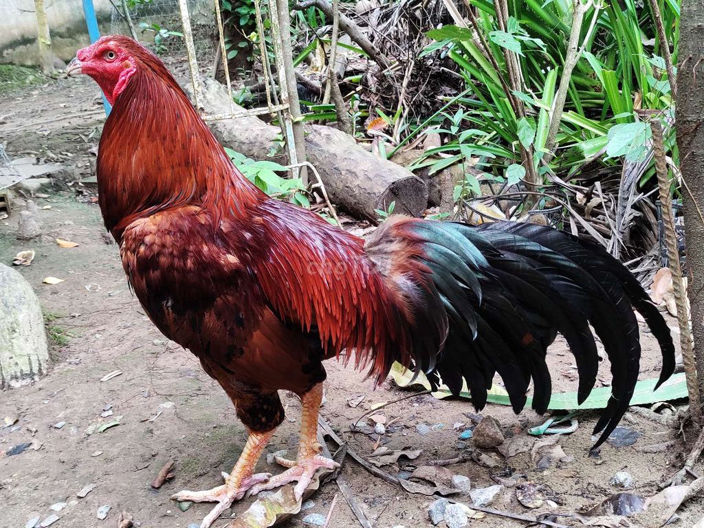 Gà vàng 3kg6