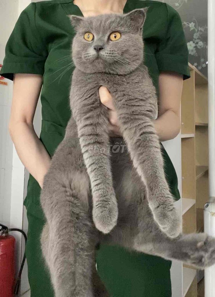 Mèo Anh lông ngắn đực triệt sản. Mua bán Mèo tại Thị xã Bến Cát Bình Dương được đăng bởi Diem Phúc hình 1