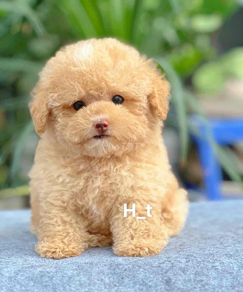 poodle xinh🥰. Mua bán Chó tại Quận Bình Tân Tp Hồ Chí Minh được đăng bởi huỳnh thật  hình 1