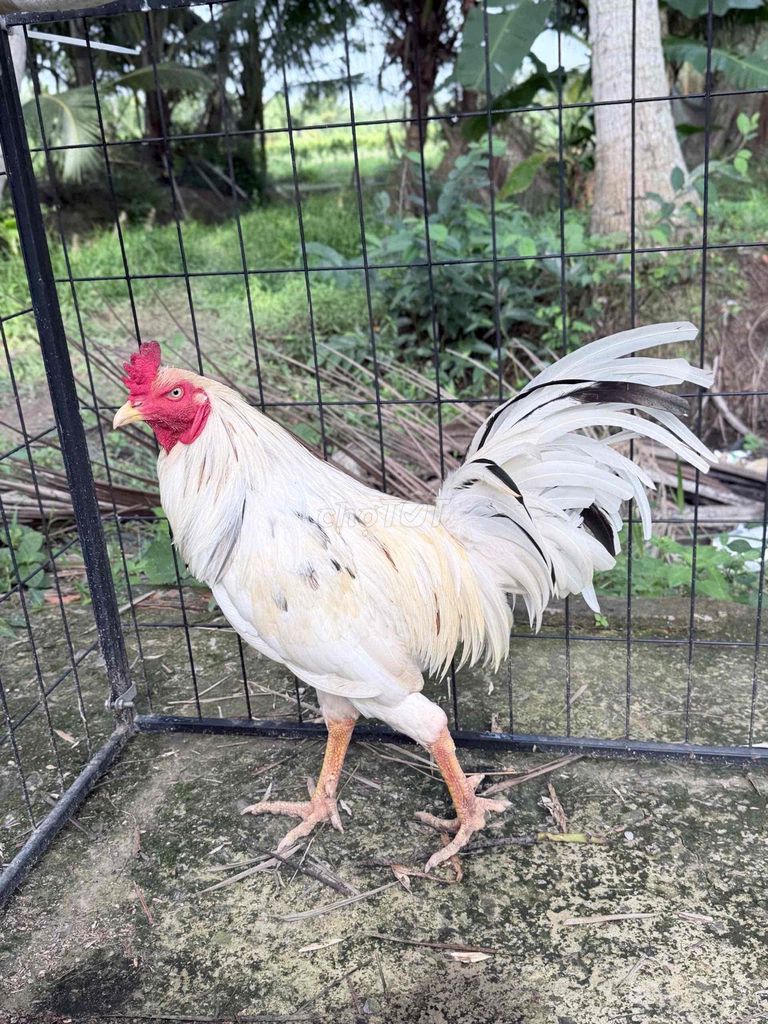 Bướm 2.8kg. Mua bán Gà tại Huyện Cầu Kè Trà Vinh được đăng bởi Duy Cầu Kè hình 1